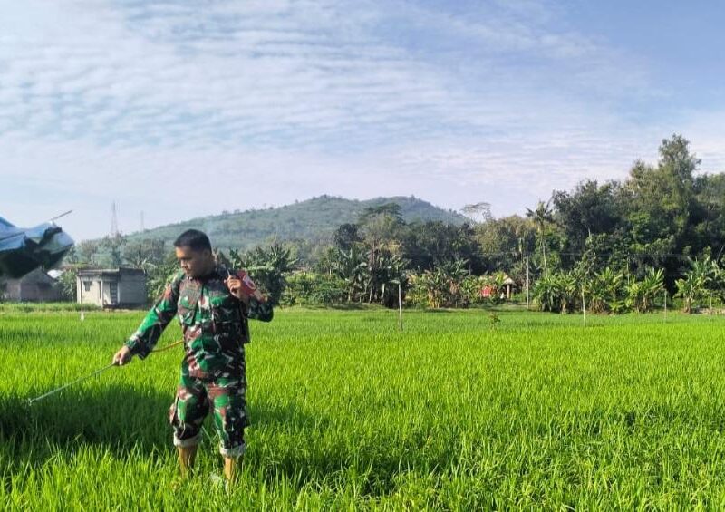 Babinsa Tanggulturus Dampingi Petani Semprot Pestisida, Cegah Wereng dan Tingkatkan Hasil Panen
