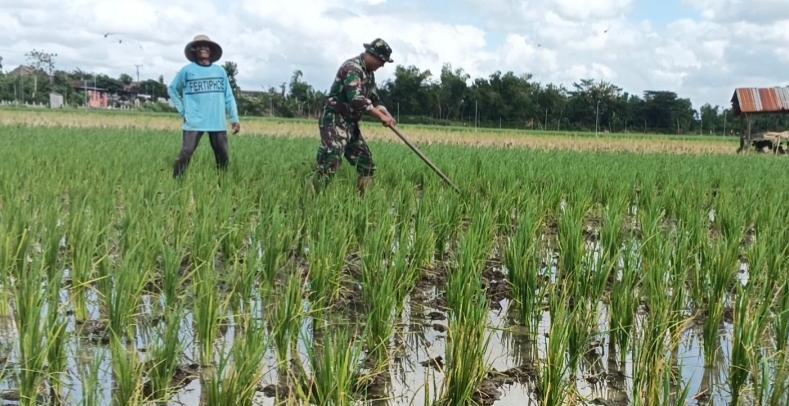 Bersihkan Gulma, Babinsa Gamping Dorong Peningkatan Hasil Panen Petani Binaan