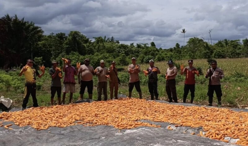 Dukung Ketahanan Pangan, Polsek Bomberay Panen Jagung bersama Masyarakat di Distrik Tomage – Detiktoday.com