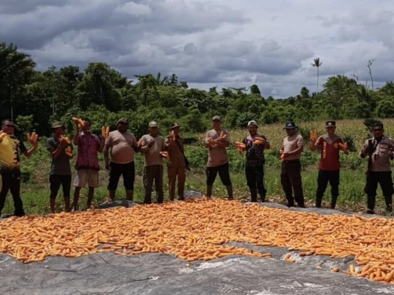 Dukung Ketahanan Pangan, Polsek Bomberay Panen Jagung bersama Masyarakat di Distrik Tomage – Detiktoday.com