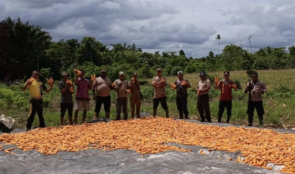 Dukung Ketahanan Pangan, Polsek Bomberay Panen Jagung bersama Masyarakat di Distrik Tomage – Detiktoday.com