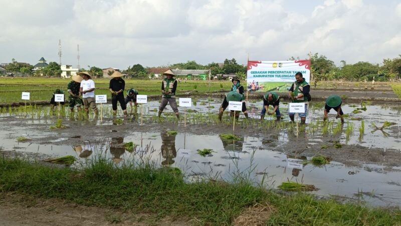 Babinsa Mojosari Monitoring Gerakan Percepatan Tanam, Dukung Ketahanan Pangan di Tulungagung