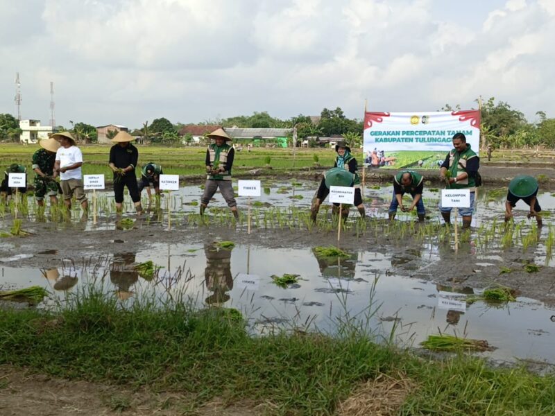 Babinsa Mojosari Monitoring Gerakan Percepatan Tanam, Dukung Ketahanan Pangan di Tulungagung