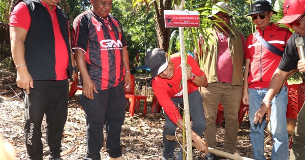 Jaga Ketahanan Pangan Lokal, DPD PDI Perjuangan Papua Tanam Sagu di Jayapura