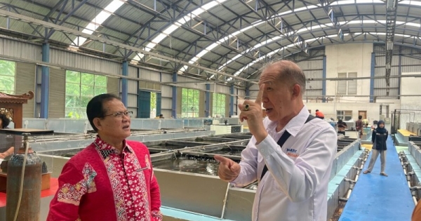 Indonesia Miliki Peluang Besar Pusat Industri Ikan Hias, Tapi Baru Dimanfaatkan Kurang dari 25 Persen