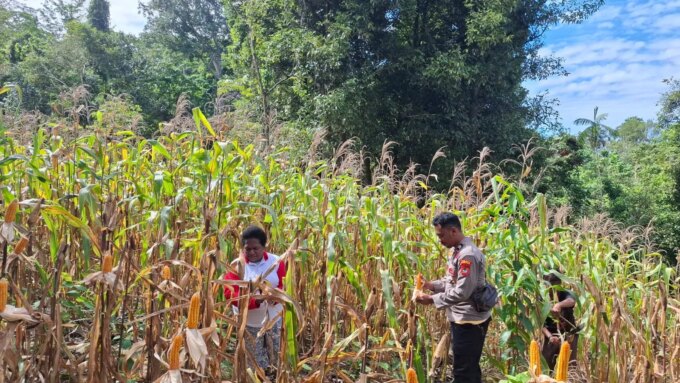 Sinergi Polri dan Petani, Kelompok Tani Wurkendik Fakfak Barat Berhasil Panen Jagung Hibrida – Detiktoday.com