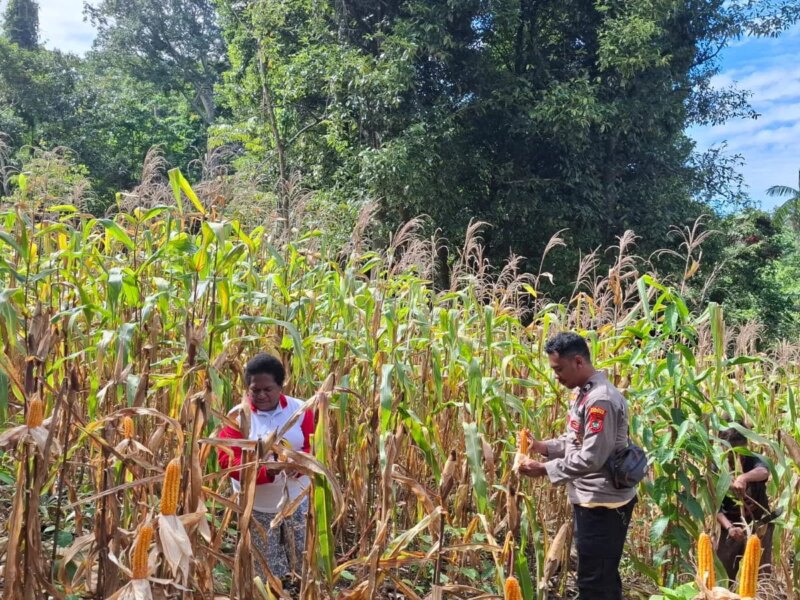 Sinergi Polri dan Petani, Kelompok Tani Wurkendik Fakfak Barat Berhasil Panen Jagung Hibrida – Detiktoday.com