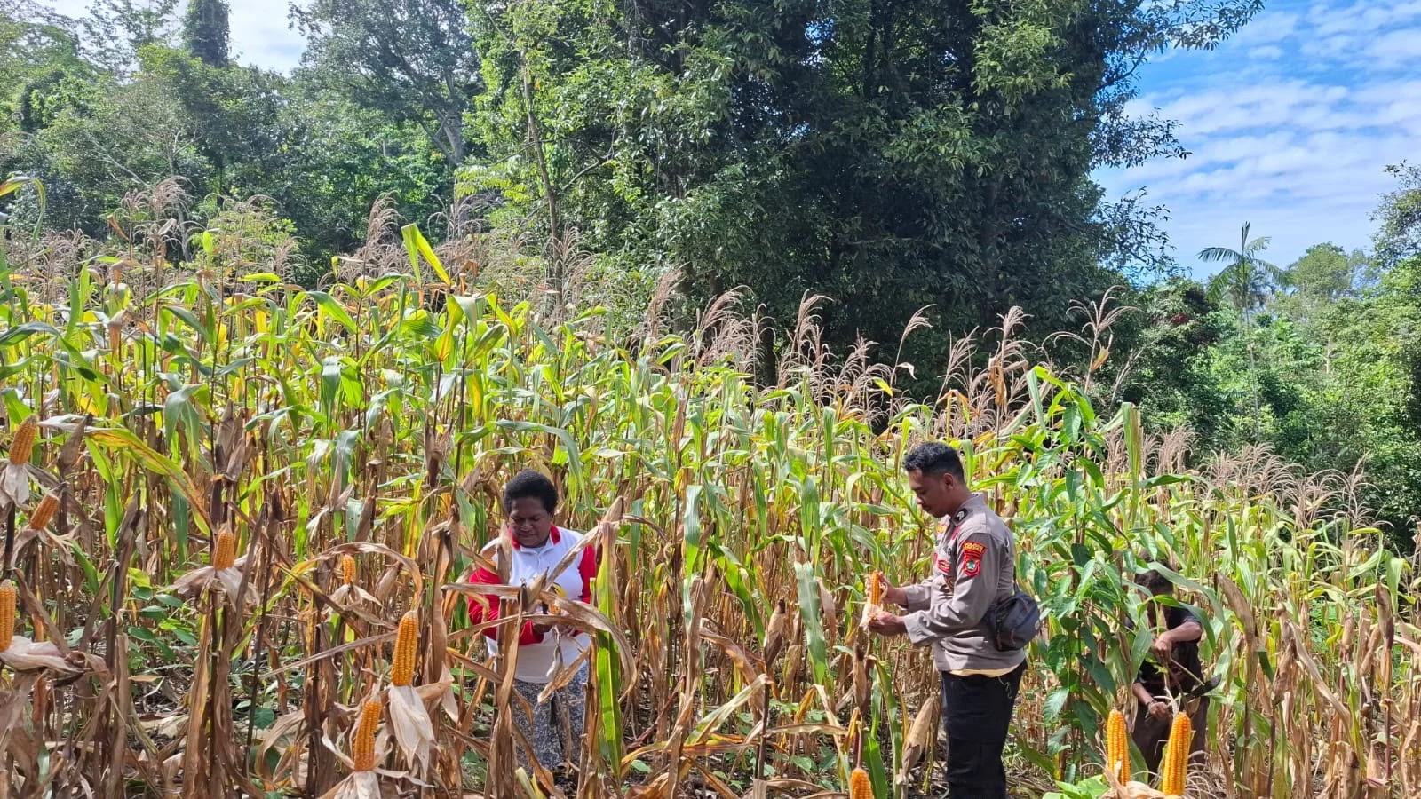 Sinergi Polri dan Petani, Kelompok Tani Wurkendik Fakfak Barat Berhasil Panen Jagung Hibrida – Detiktoday.com