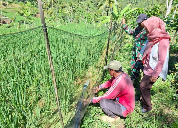 Babinsa Kawal Monev IRPOM, Perkuat Ketahanan Pangan di Trenggalek