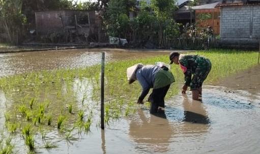 Serka Junaedi Dampingi Petani Tanam Padi, Perkuat Ketahanan Pangan Nasional
