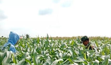 Dukung Ketahanan Pangan Nasional, Serka Rapingi Dampingi Petani Bersihkan Gulma Jagung