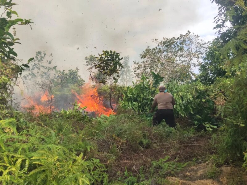 Sinergitas TNI Polri BPBD dan Warga Padamkan Karhutla di Kampung Mekarsari SP4 Bomberay – Detiktoday.com