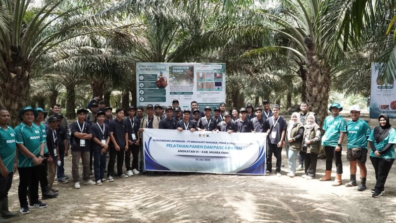 Panen Sesuai Standar Jadi Kunci Produktivitas, 133 Pekebun Sawit Muara Enim Ikut Pelatihan – Detiktoday.com
