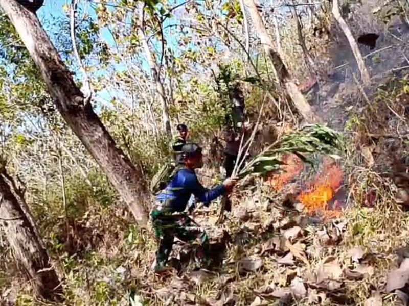 TNI-Polri dan BPBD Trenggalek, Berhasil Padamkan Kebakaran Hutan Jati di Gandusari