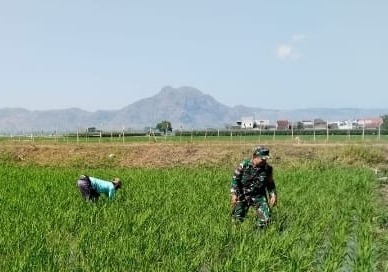 Optimalkan Pertumbuhan Tanaman Demi Dukung Swasembada Pangan, Babinsa Karangwaru Dampingi Petani Matun Padi