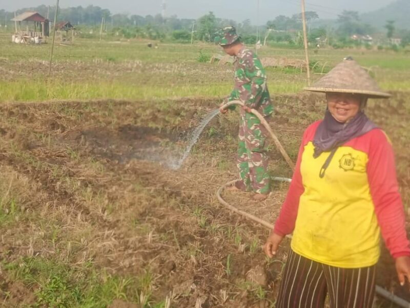 Wujud Nyata Dukungan Ketahanan Pangan, Babinsa Sukoharjo Dampingi Petani Sirami Tanaman Jagung