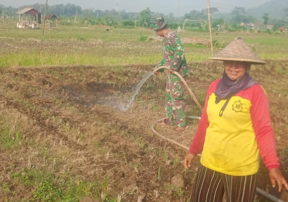 Wujud Nyata Dukungan Ketahanan Pangan, Babinsa Sukoharjo Dampingi Petani Sirami Tanaman Jagung
