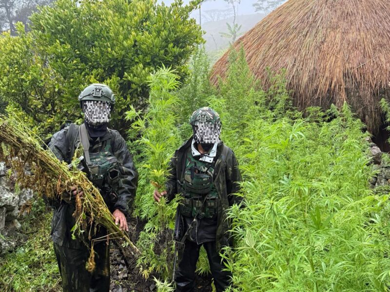 Langkah Tegas Demi Masa Depan Papua: 5.000 Batang Ganja Berhasil Diungkap Koops TNI Habema