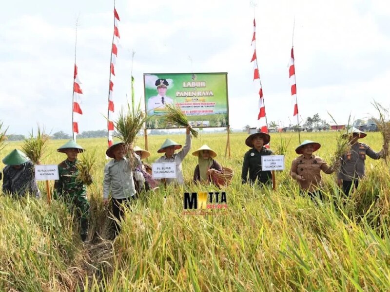 Kabupaten Tulungagung Tetap Swasembada Pangan, Produksi Padi Surplus untuk Dukung Daerah Lain – Detiktoday.com