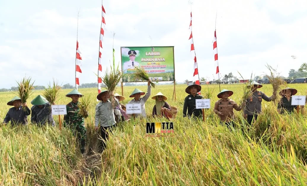 Kabupaten Tulungagung Tetap Swasembada Pangan, Produksi Padi Surplus untuk Dukung Daerah Lain – Detiktoday.com