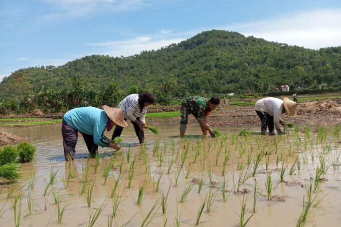 Babinsa Turun ke Sawah, Perkuat Ketahanan Pangan di Trenggalek