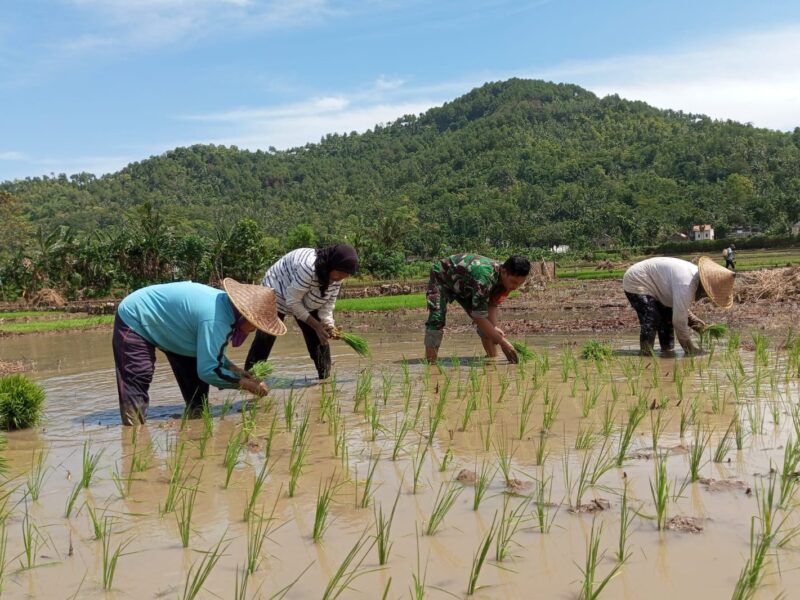 Babinsa Turun ke Sawah, Perkuat Ketahanan Pangan di Trenggalek