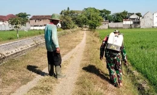 Serka Junaedi Dampingi Petani Semprot Gulma, Dukung Ketahanan Pangan Nasional