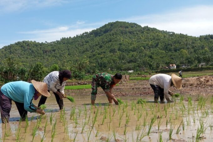 Babinsa Tingkatkan Hasil Panen dan Kesejahteraan Petani di Desa Banjar