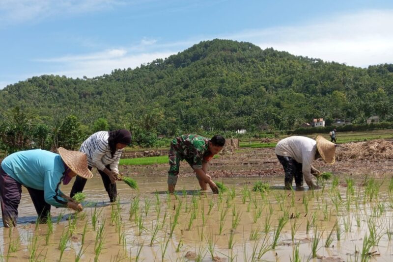 Babinsa Tingkatkan Hasil Panen dan Kesejahteraan Petani di Desa Banjar