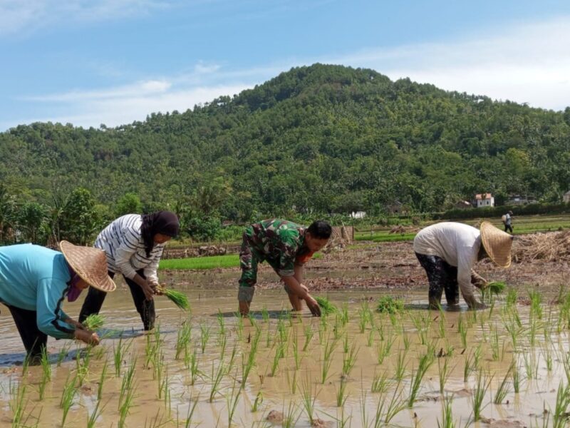 Babinsa Tingkatkan Hasil Panen dan Kesejahteraan Petani di Desa Banjar