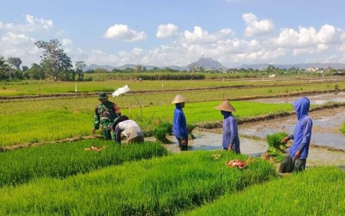 Dukung Swasembada Pangan, Babinsa Kelurahan Kedungsoko Bantu Petani Cabut Benih Padi