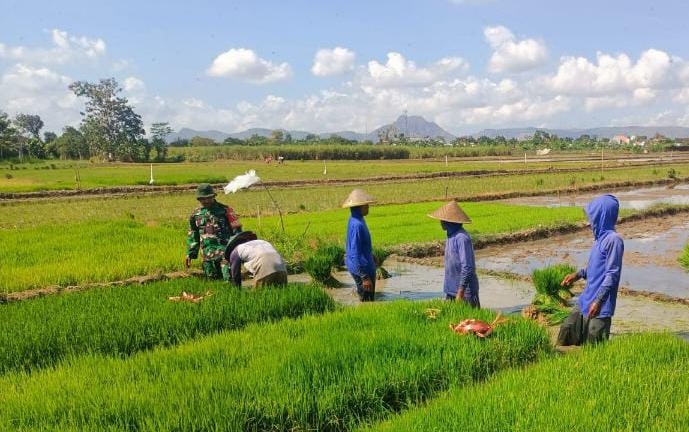 Dukung Swasembada Pangan, Babinsa Kelurahan Kedungsoko Bantu Petani Cabut Benih Padi
