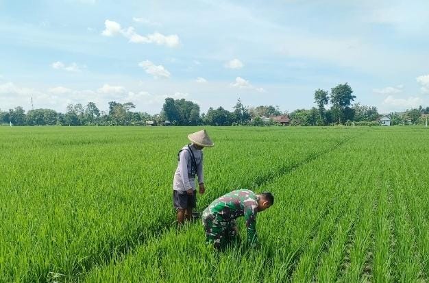Dukung Peningkatan Hasil Panen Padi, Babinsa Gempolan Dampingi Petani Bersihkan Gulma