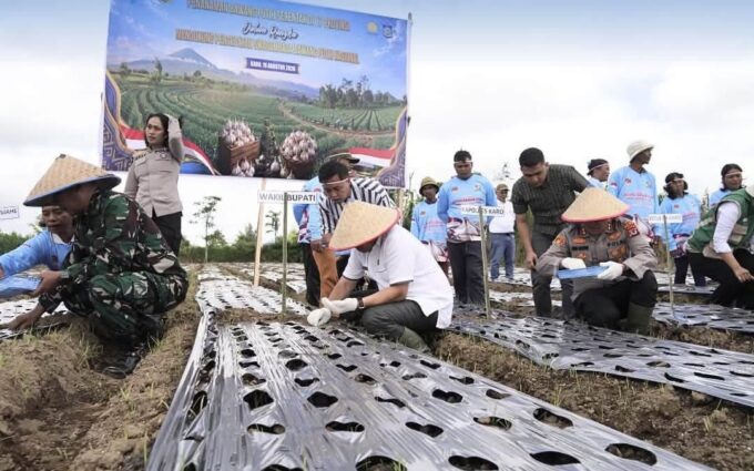 Karo Ikut Gerakkan Swasembada Bawang Putih, Penanaman Serentak Digelar di Barusjahe – Detiktoday.com