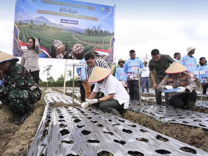 Karo Ikut Gerakkan Swasembada Bawang Putih, Penanaman Serentak Digelar di Barusjahe – Detiktoday.com