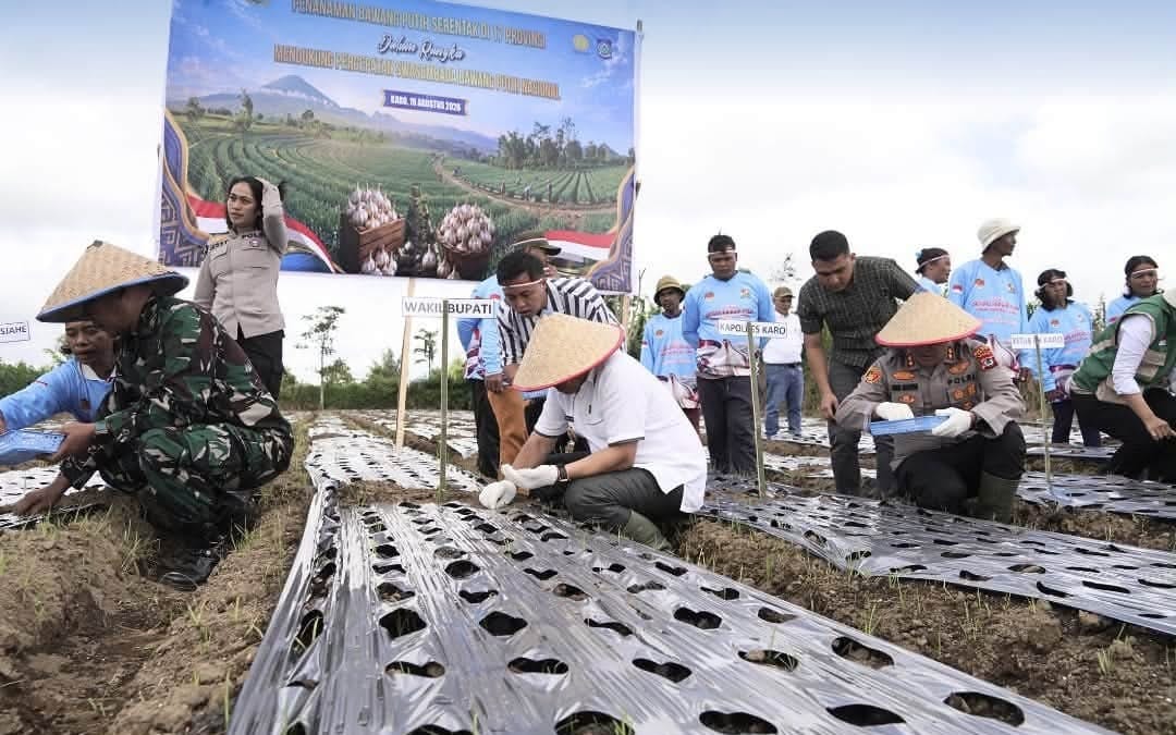 Karo Ikut Gerakkan Swasembada Bawang Putih, Penanaman Serentak Digelar di Barusjahe – Detiktoday.com