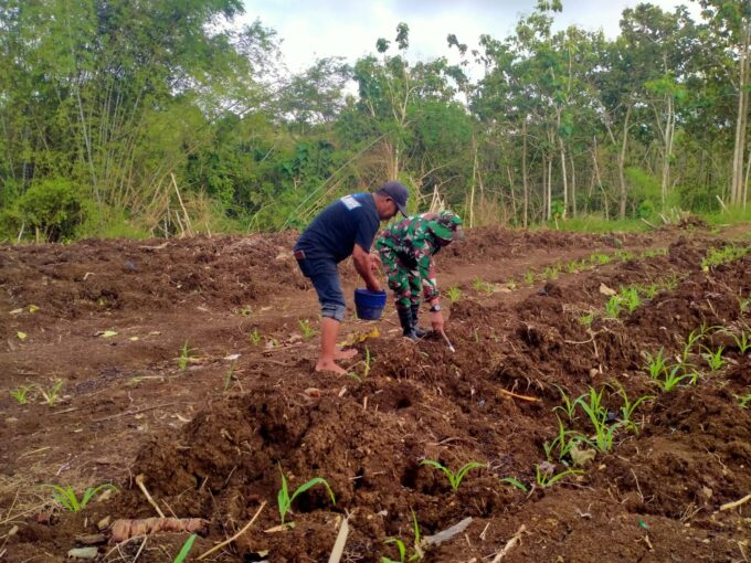 Dukung Produktivitas dan Ketahanan Pangan, Babinsa Pucanglaban Dampingi Petani Jagung