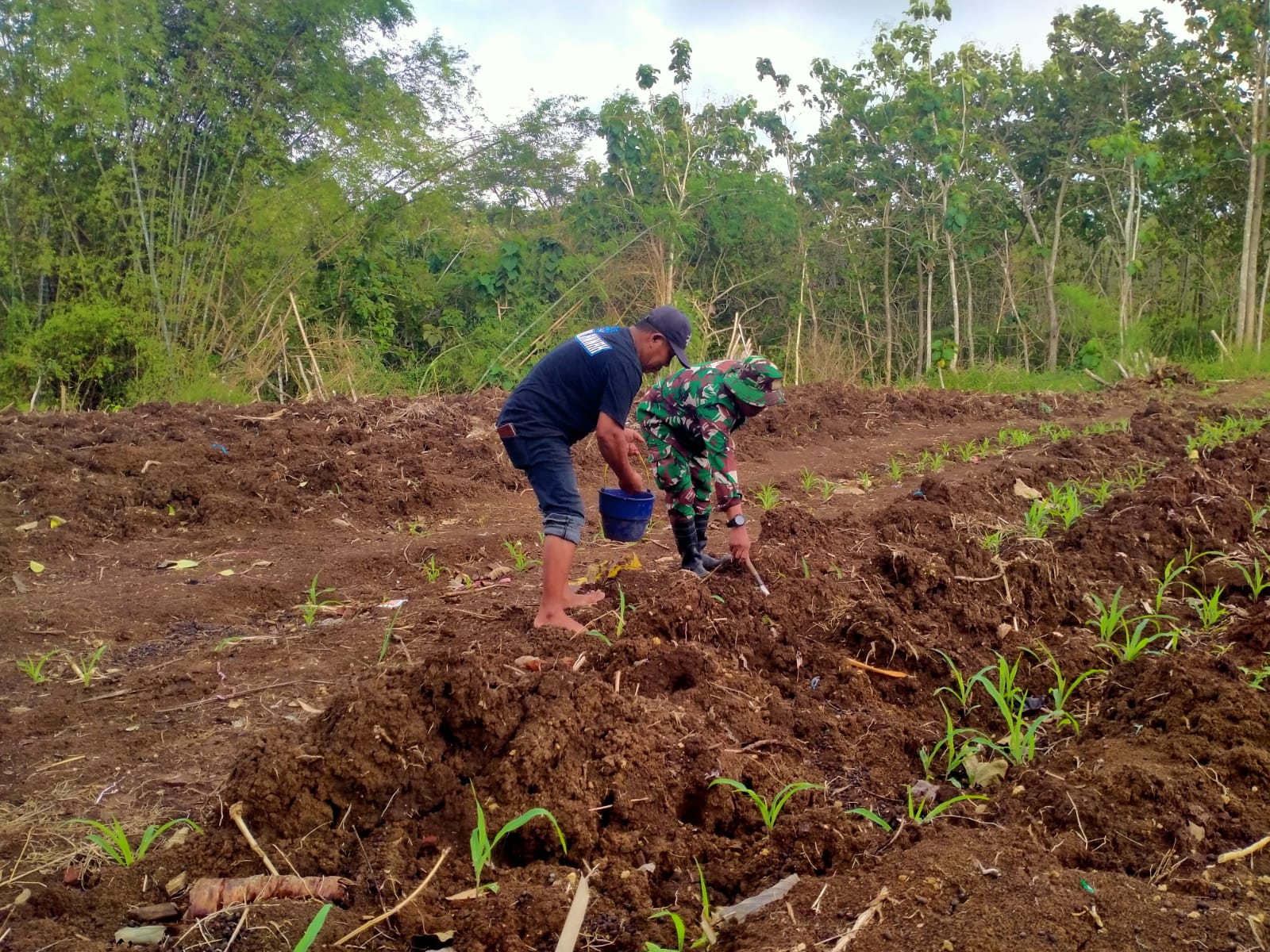 Dukung Produktivitas dan Ketahanan Pangan, Babinsa Pucanglaban Dampingi Petani Jagung