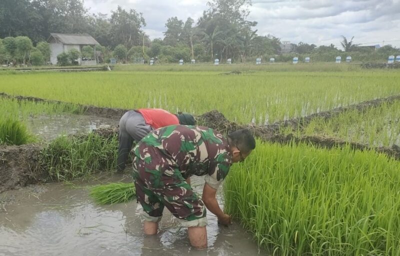 Dukung Penguatan Ketahanan Pangan, Babinsa Kedungwilut Dampingi Petani Ndaut