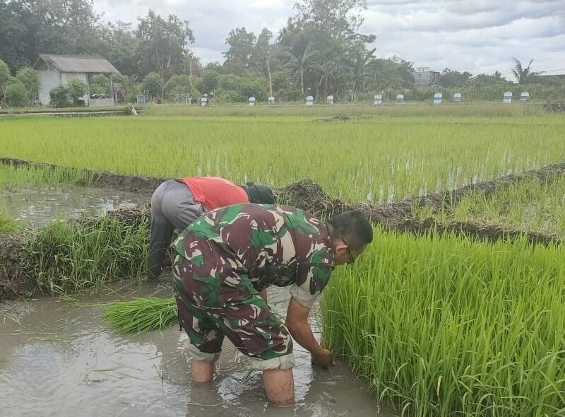 Dukung Penguatan Ketahanan Pangan, Babinsa Kedungwilut Dampingi Petani Ndaut