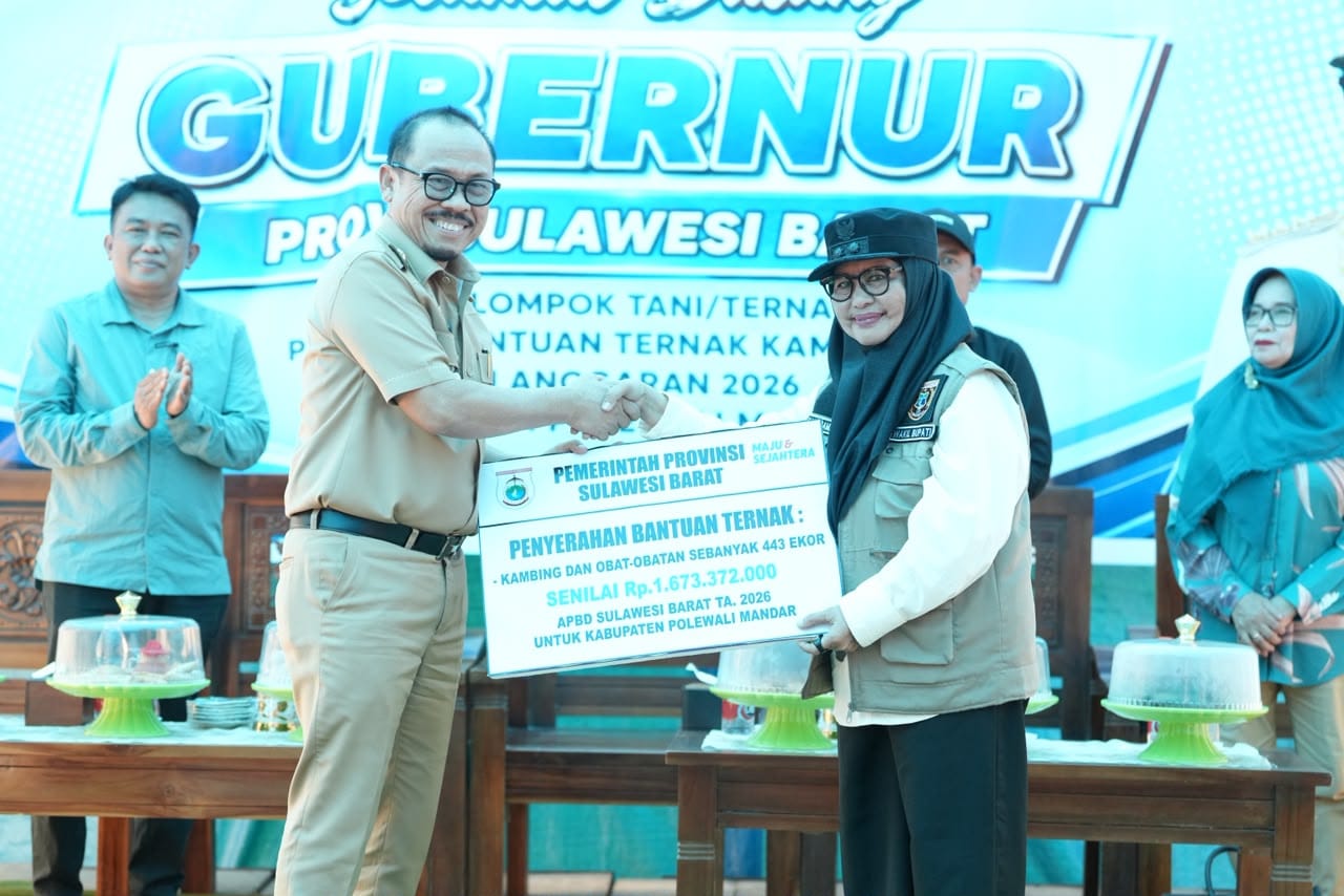 Dukung Ekonomi Peternak, Pemprov Sulbar Topang Majene Lewat Bantuan Kambing dan Ayam – Detiktoday.com