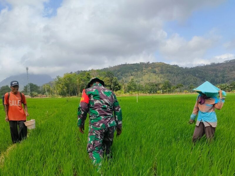 Perkuat Ketahanan Pangan Nasional, Babinsa Talunkulon Dampingi Petani