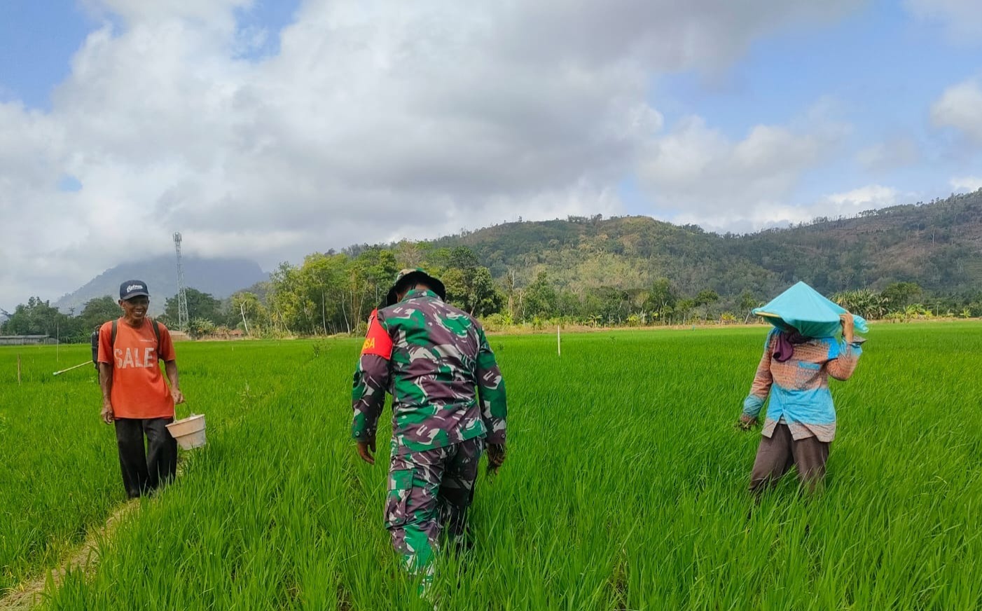 Perkuat Ketahanan Pangan Nasional, Babinsa Talunkulon Dampingi Petani
