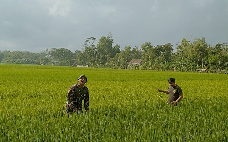 Jaga Produktivitas Padi, Babinsa Mergayu Dampingi Petani Bersihkan Rumput Liar